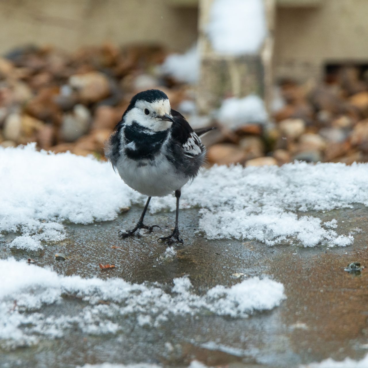Pied Wagtail (Motacilla alba)