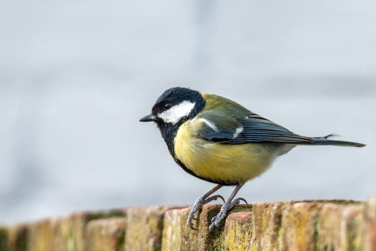 Great Tit (Parus major)