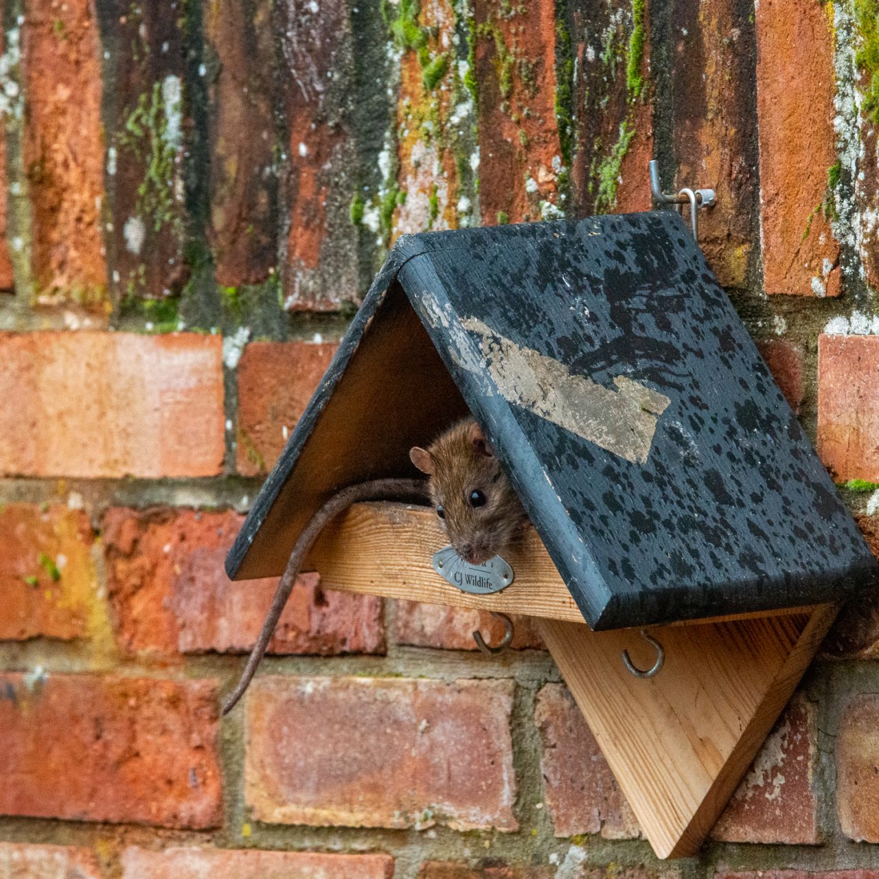 Ratty's Search For Food-16
