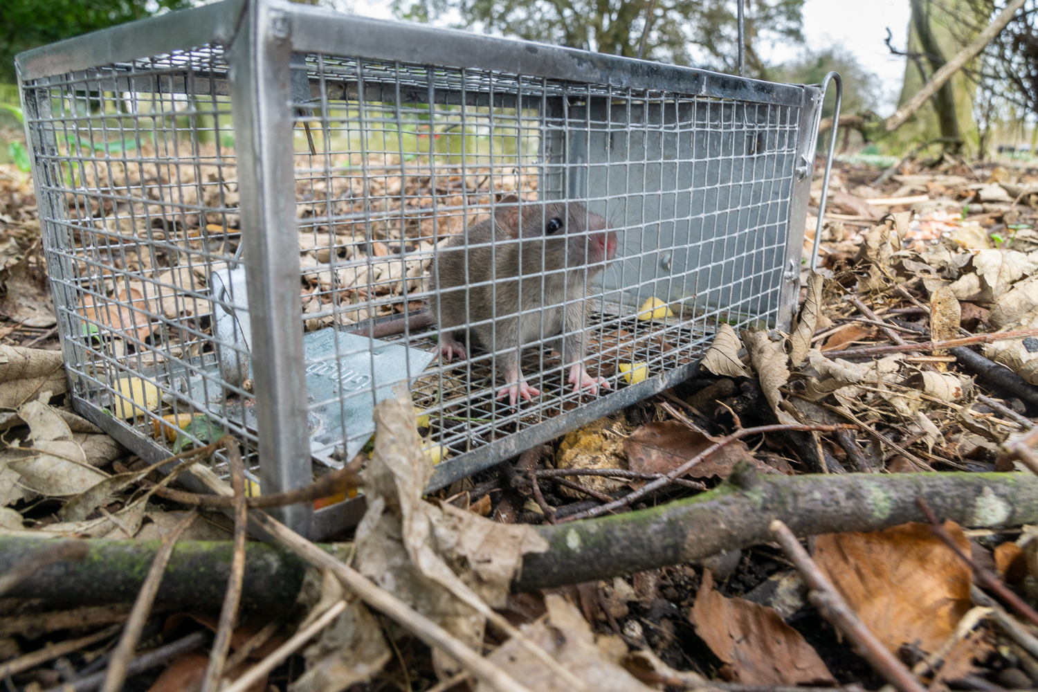 A rather forlorn captured rat awaiting to be released