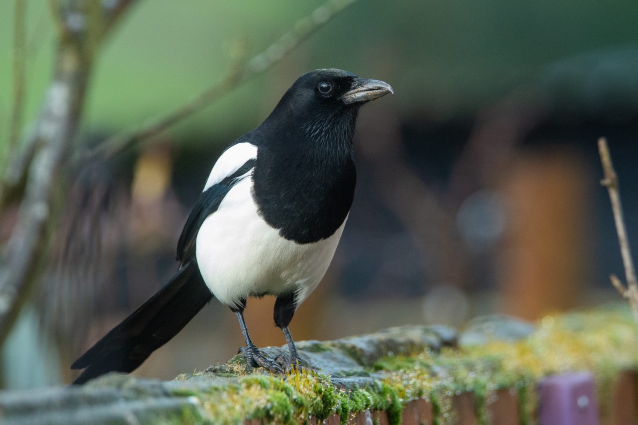 Magpie on the garden wall