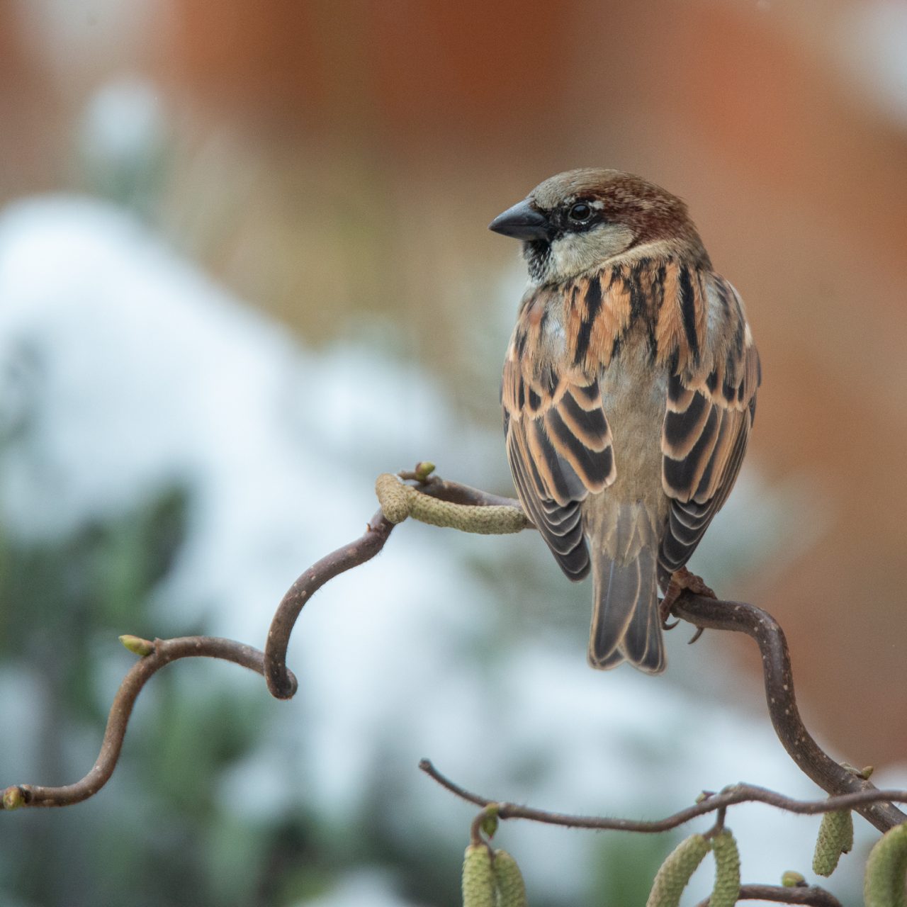 A Sparrow in the Twisted Willow