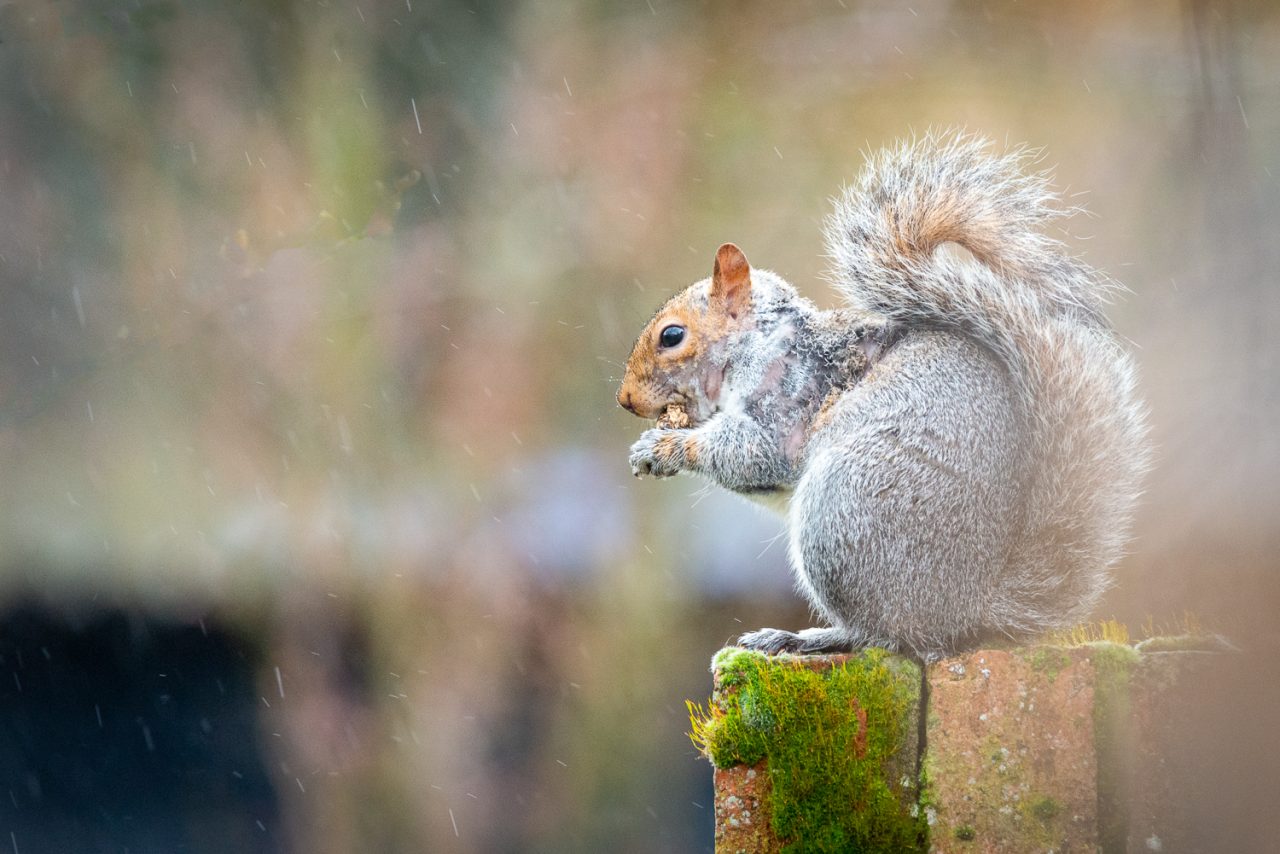 Squirell eating Monkey Nuts in the rain