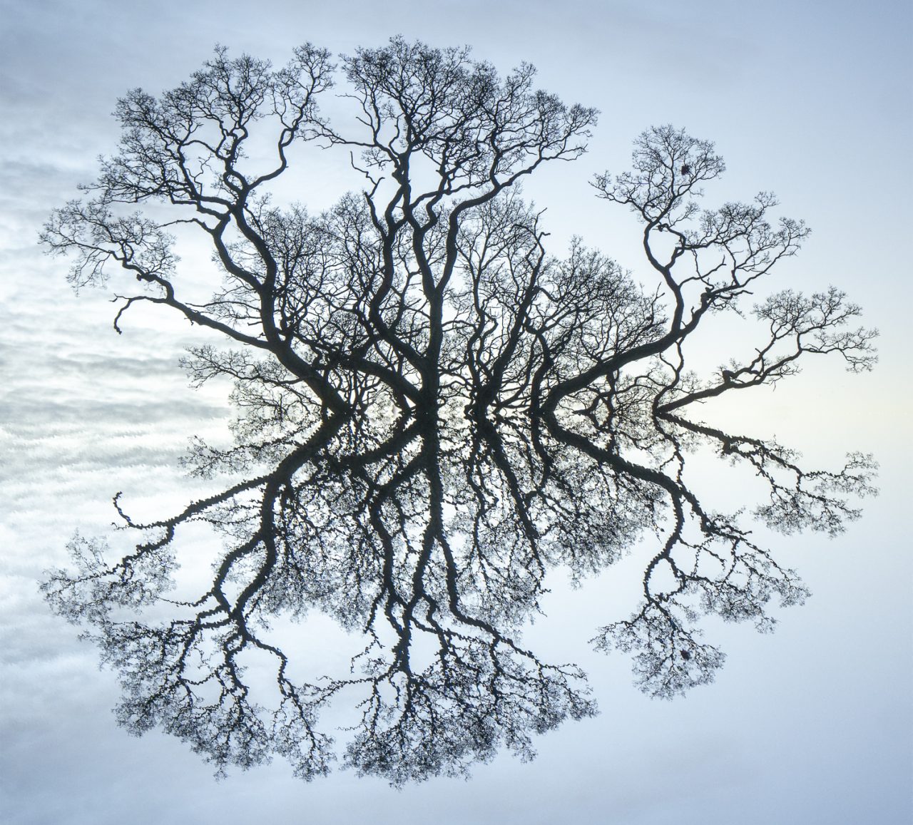 Reflected Branches