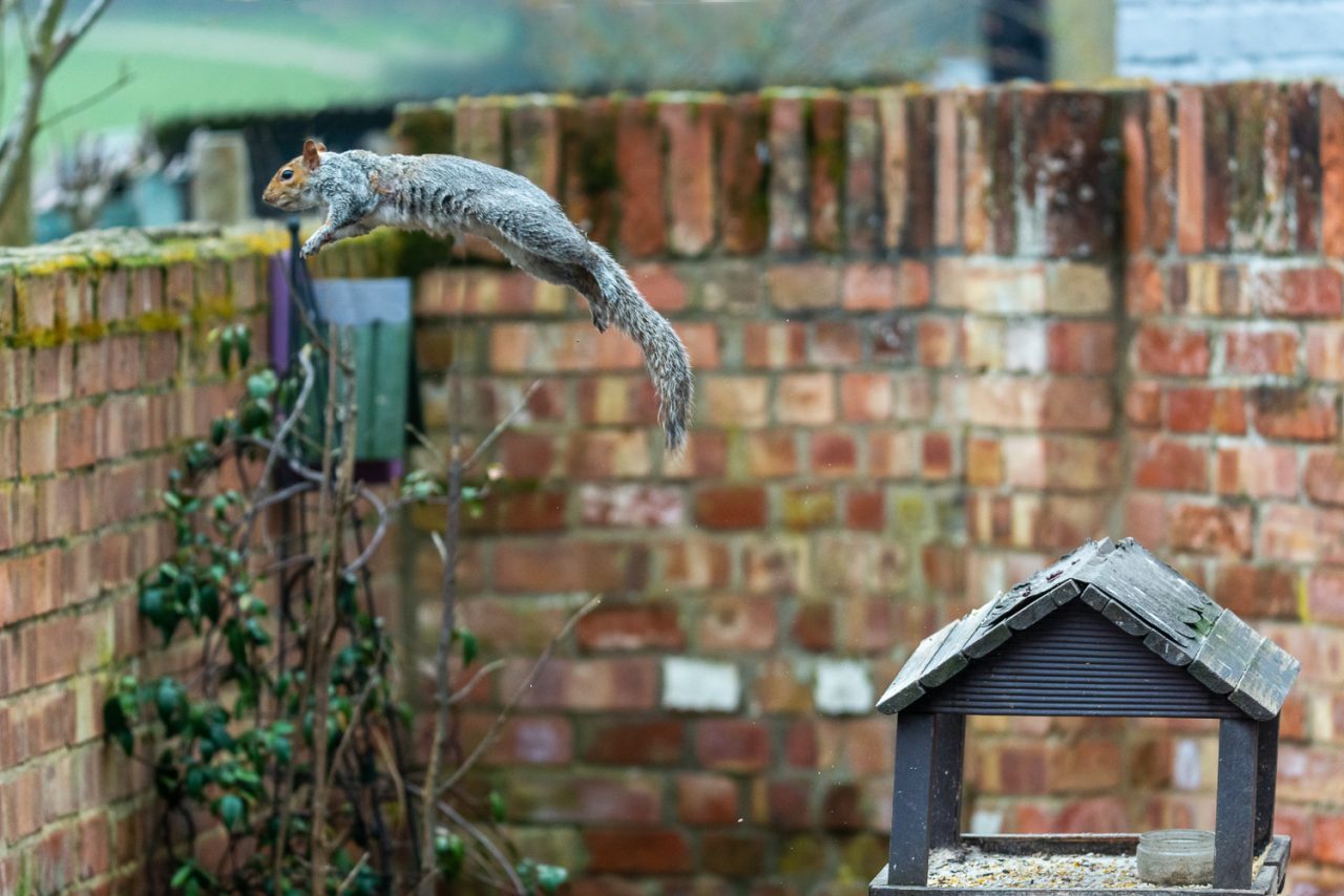Leaping Squirrel