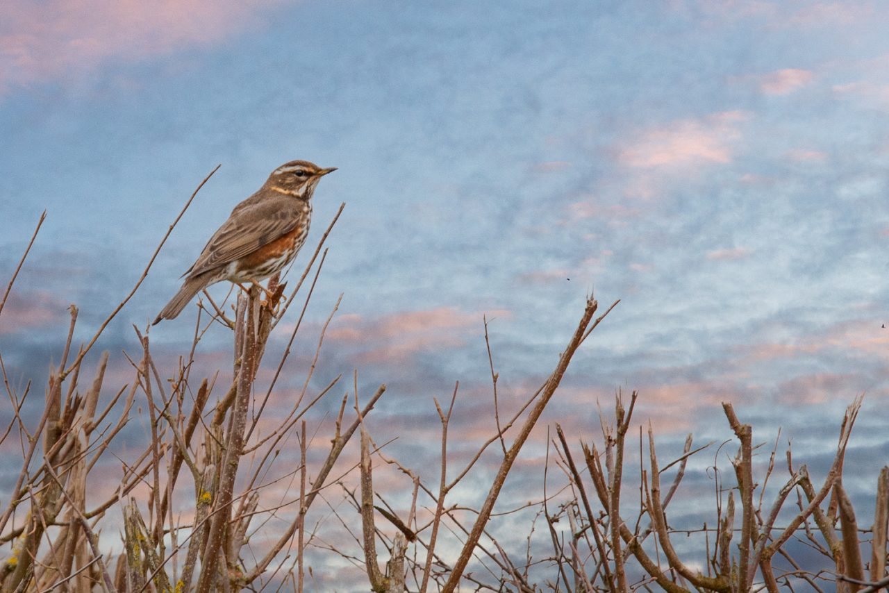 Fieldfare on Bigods Lane