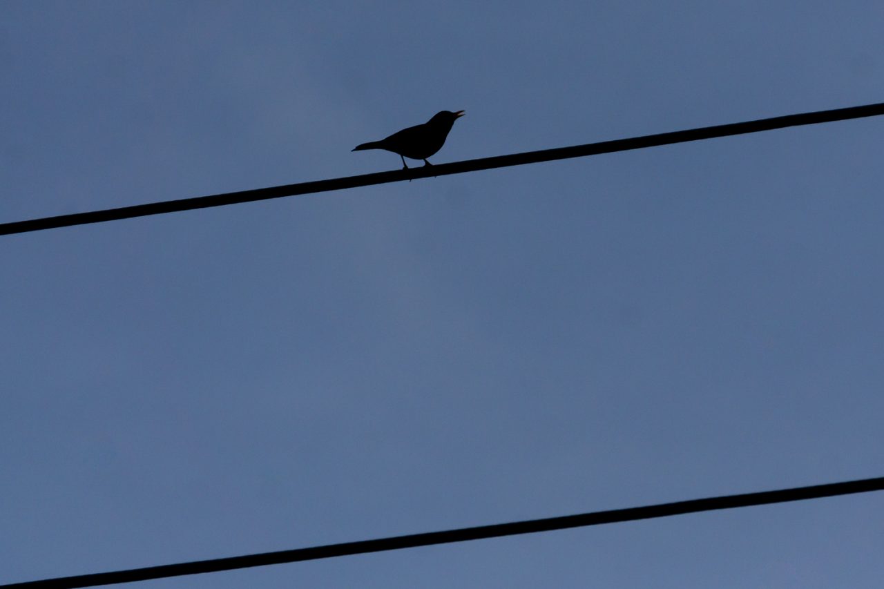 The Singing Blackbird