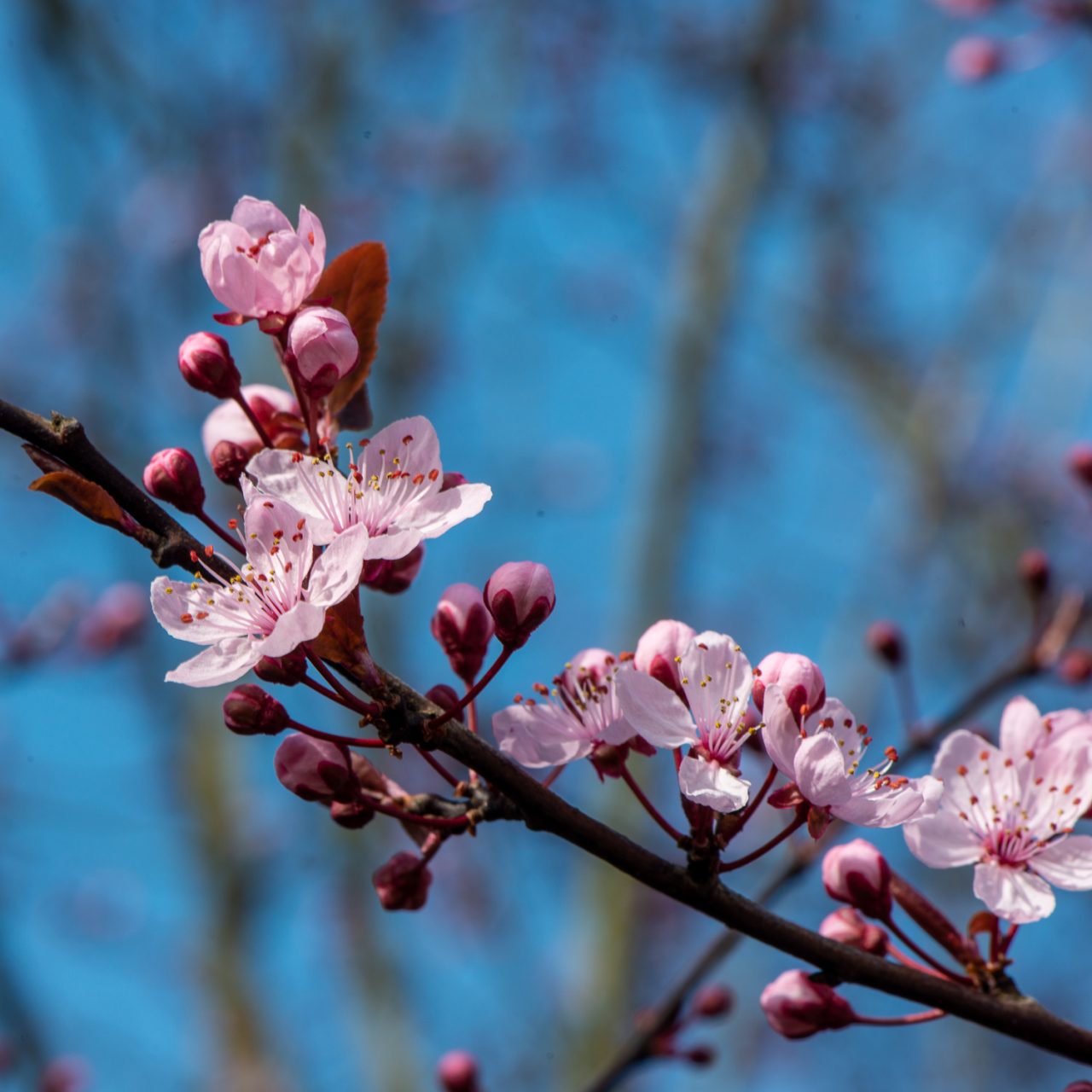 072-365v4 Spring Blossoms-14
