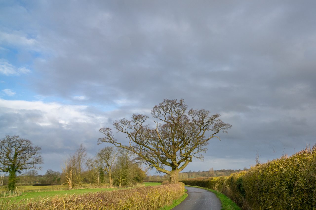 073-365v4 Same Tree But Backwards