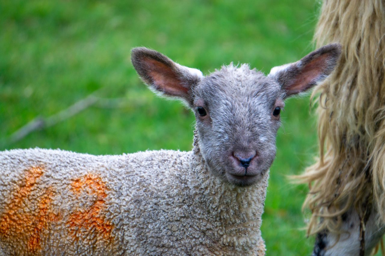 Lamb a la Orange
