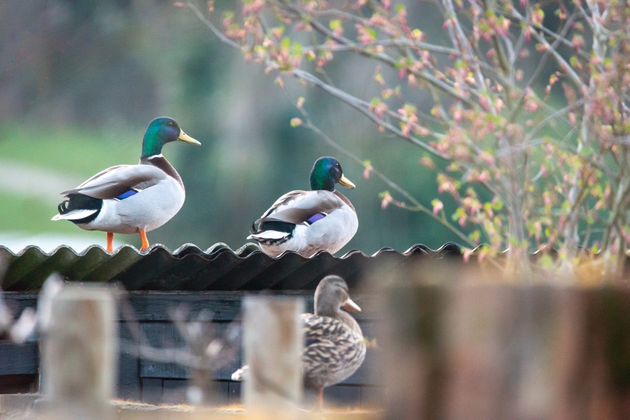Duck Patrol at Doctors Pond