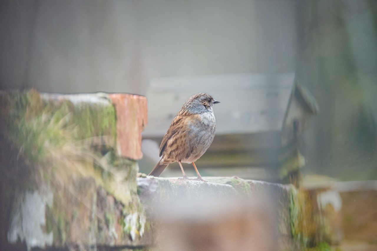 Dunnock Guards the Castle_