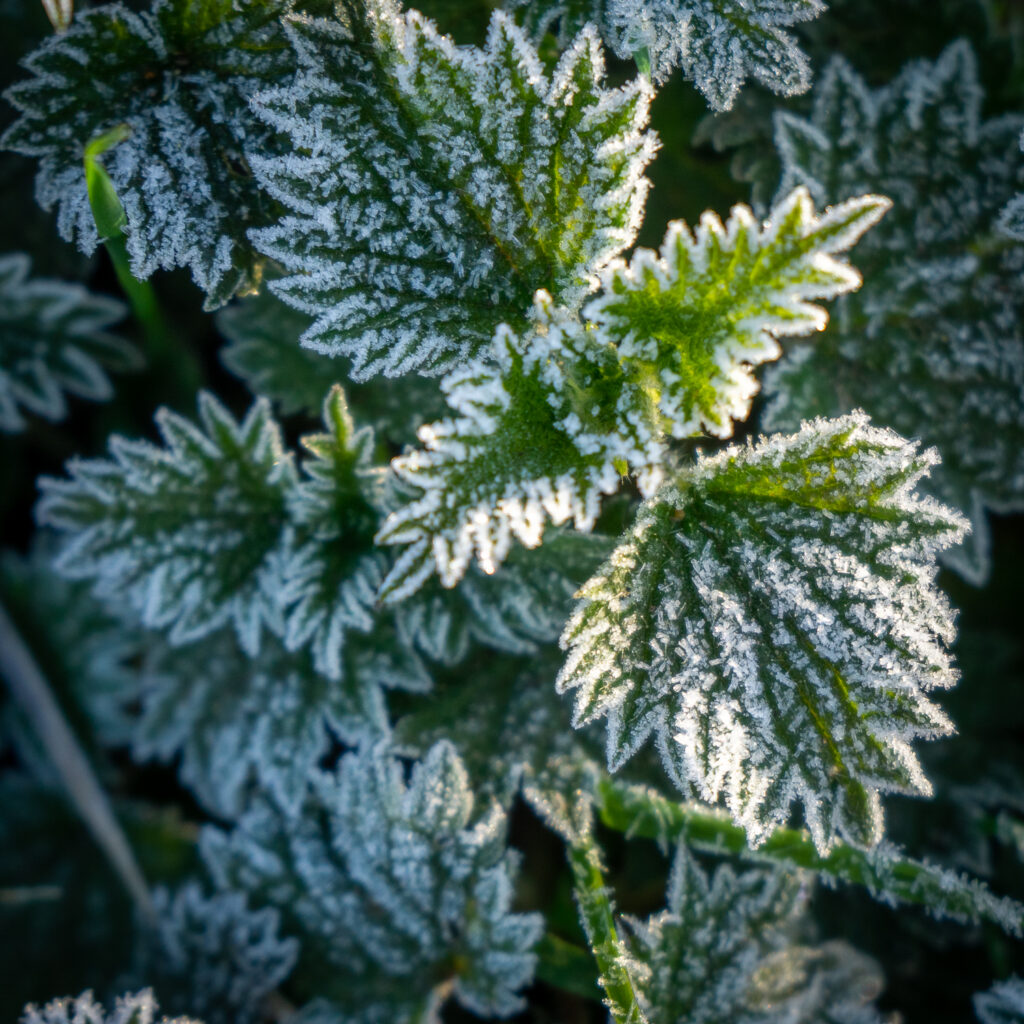 Frosty Edges