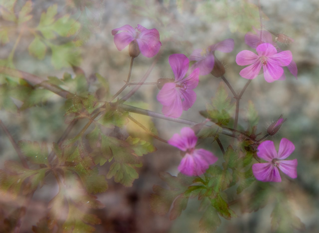 Multiple Exposure Flowers