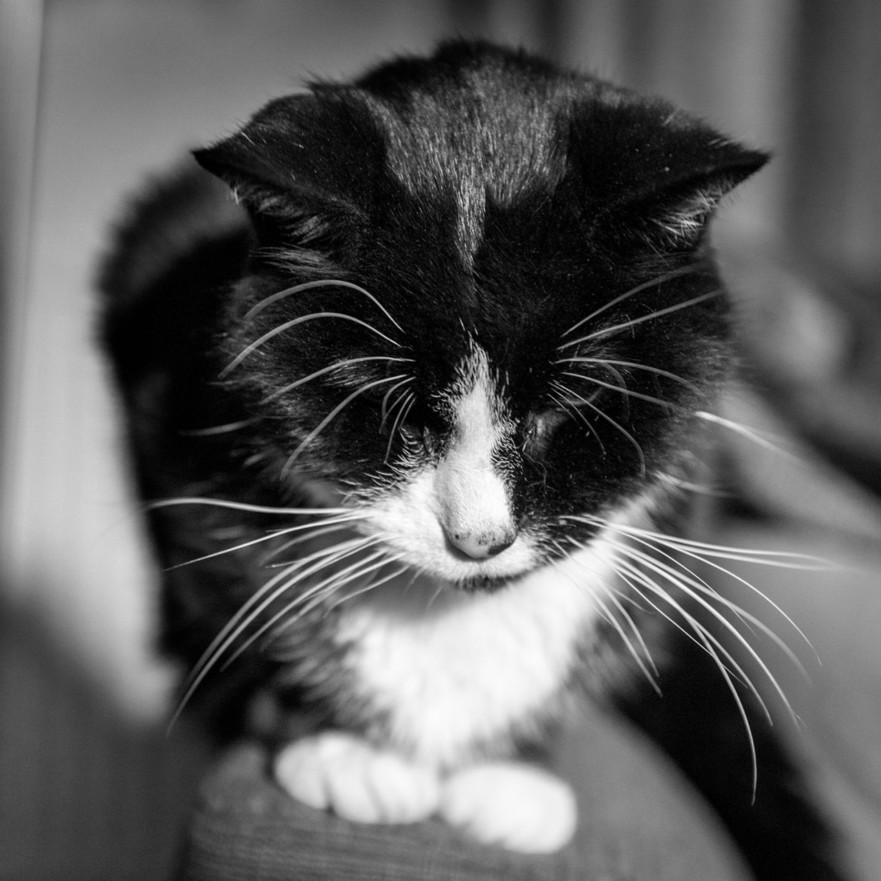 120-365v4 Moody Cat