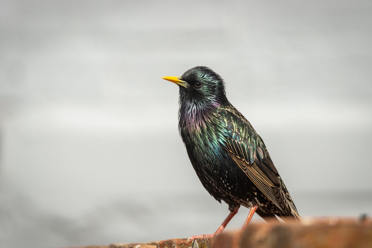 A Coat of Many Colours
