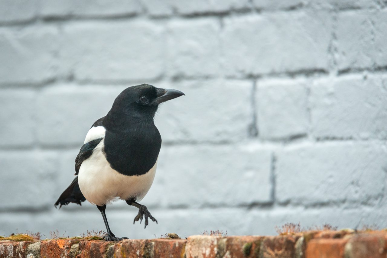 Magpie vs Monkey Nut