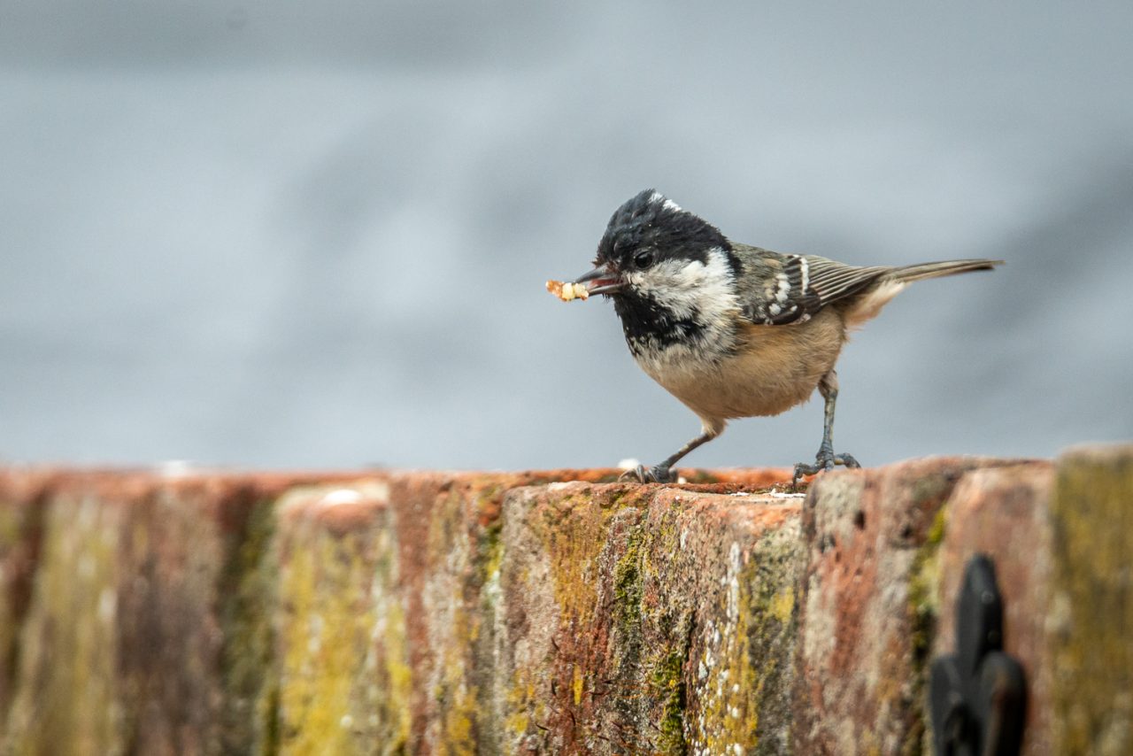 One Harrassed Coal Tit