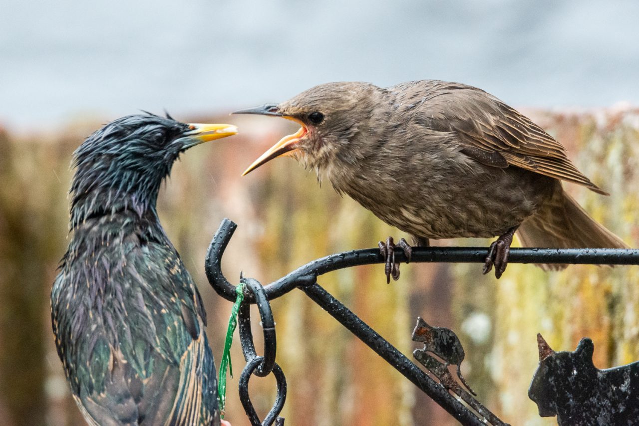 Feed Me Now!