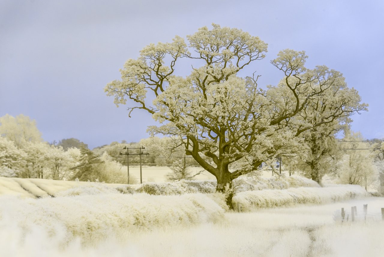 It's That Tree Again