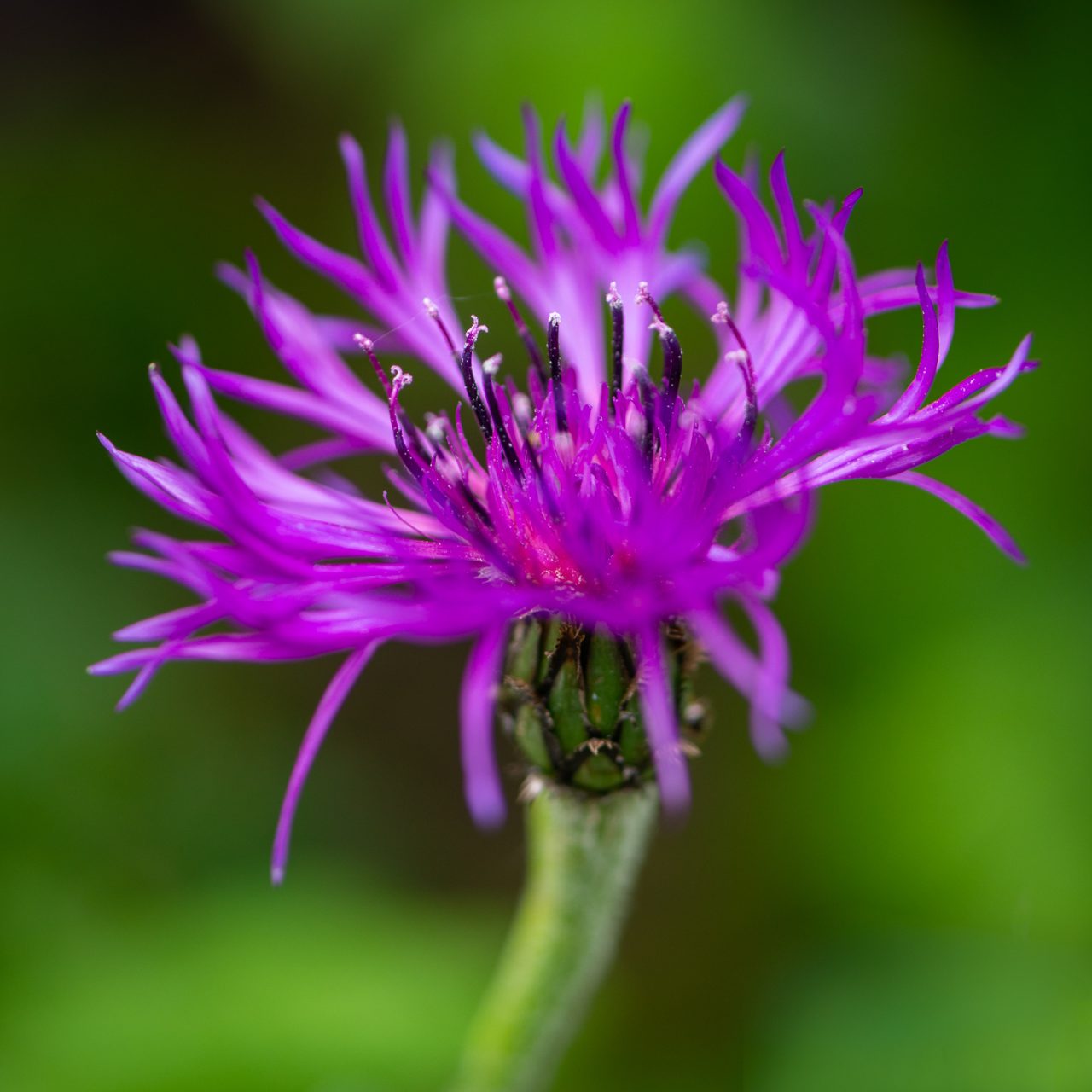 Amethyst Dream.