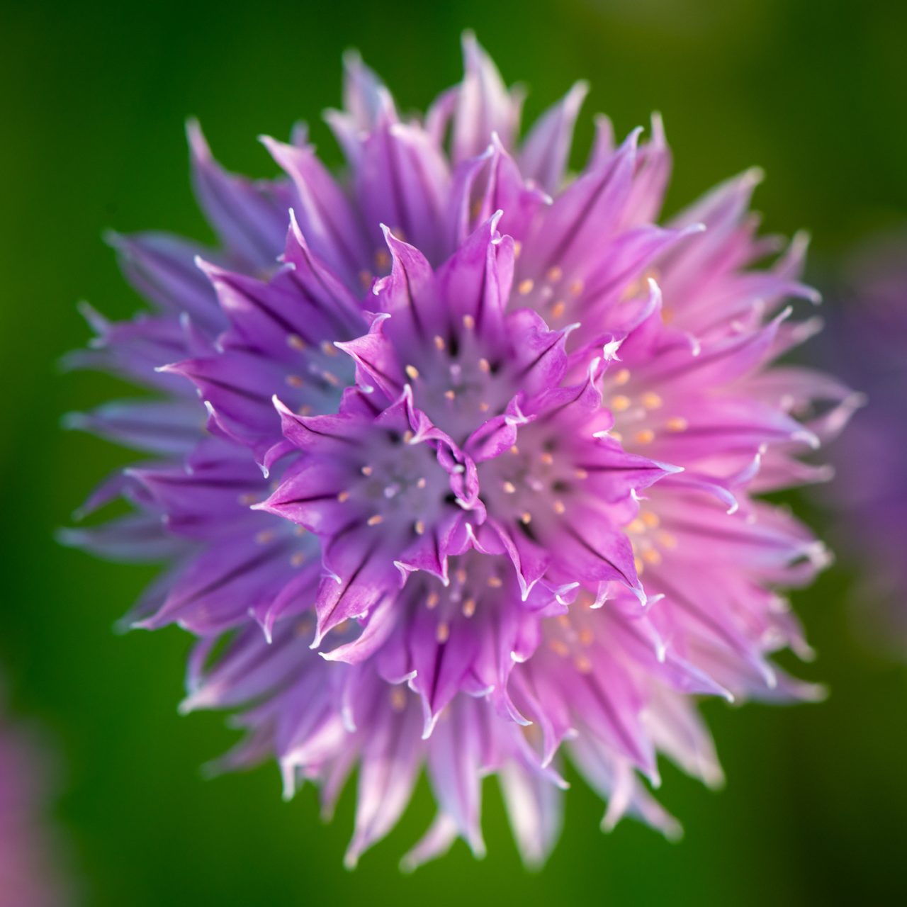 Chive