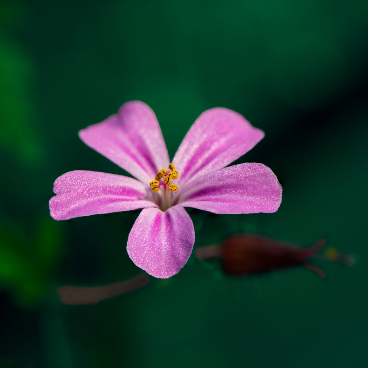 Mountain Geranium