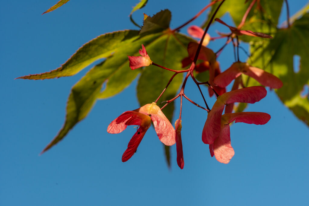 Maple Seeds
