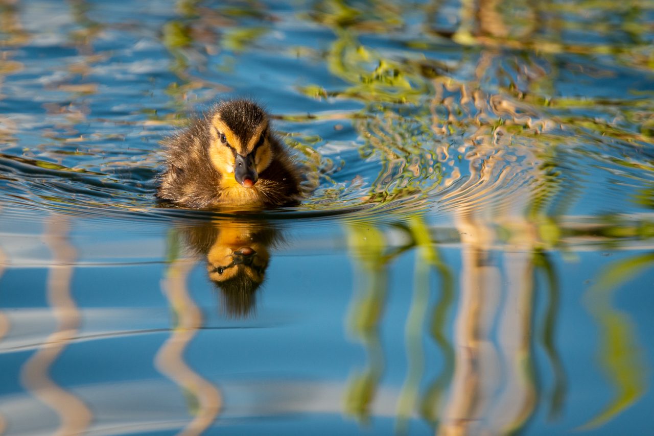 124-365v4 Power Cuts and Ducklings — photograph by Mark Seton