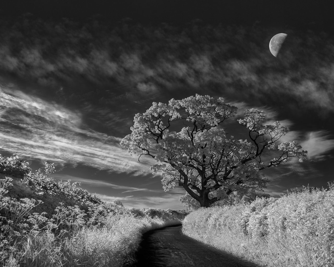 Dancing in the Moonlight