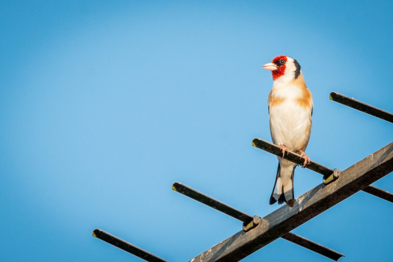 Goldfinch (Carduelis carduelis)