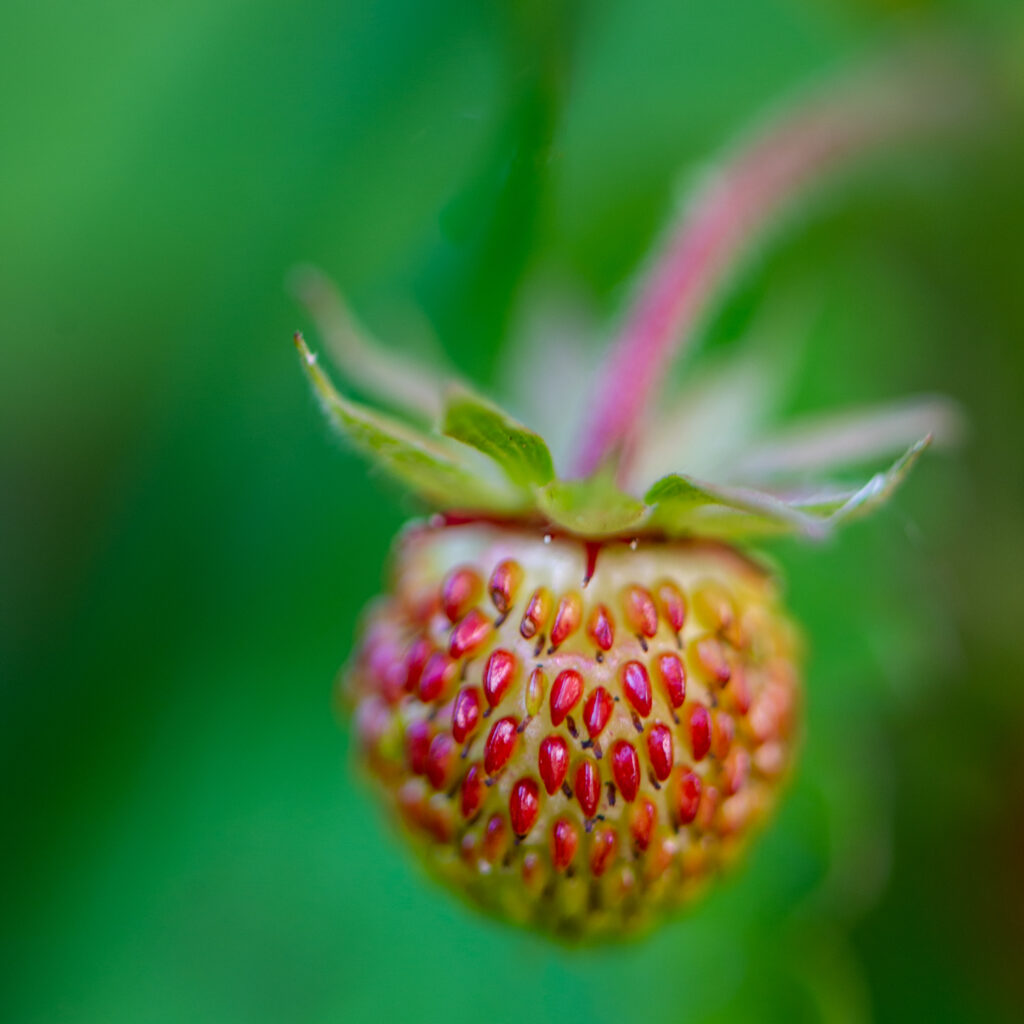 It Must be nearly Wimbledon
