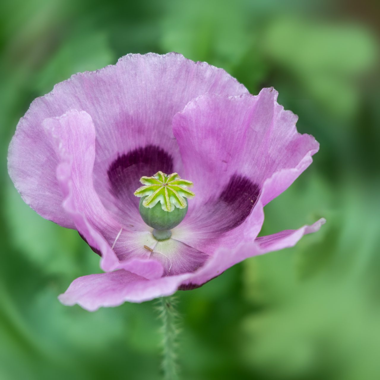 Through the dancing poppies stole a breeze, most softly lulling to my soul