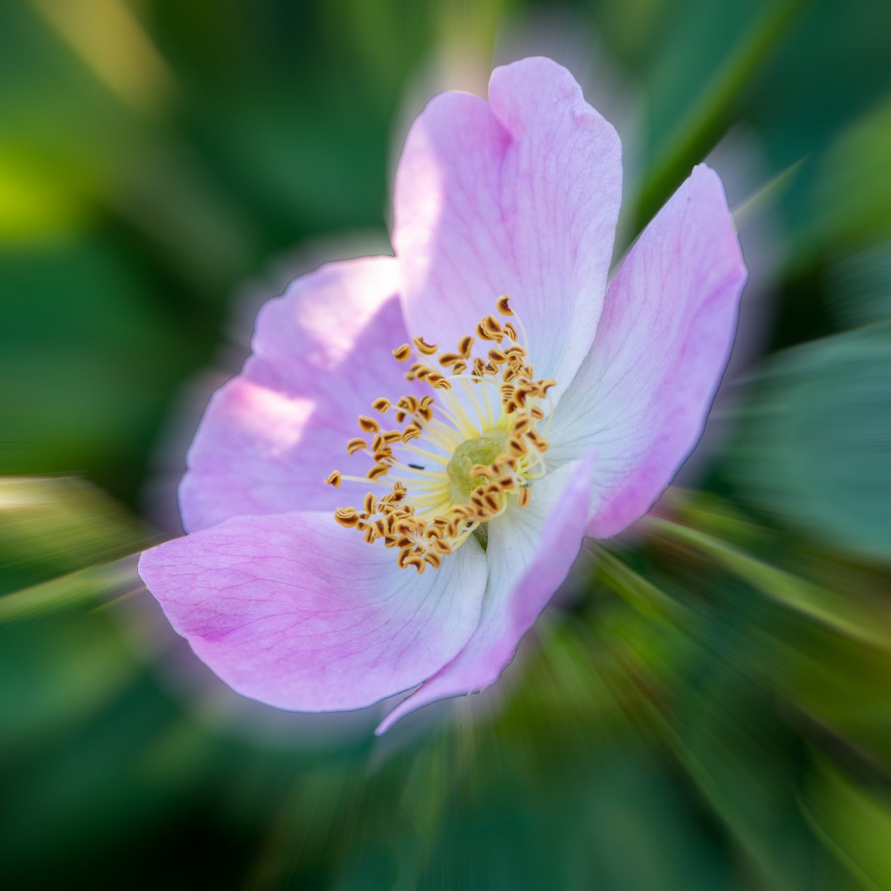 A Dashing Wild Rose