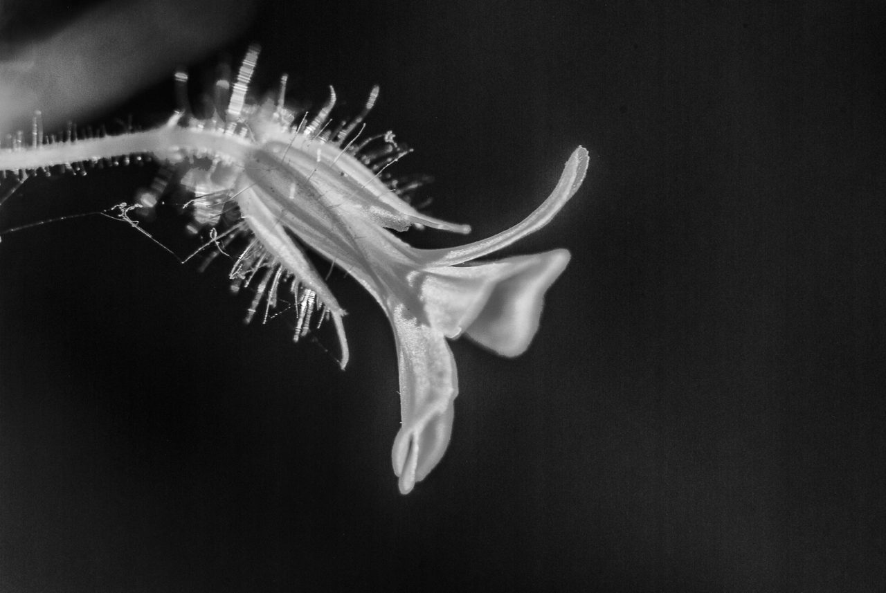 An abstract geranium