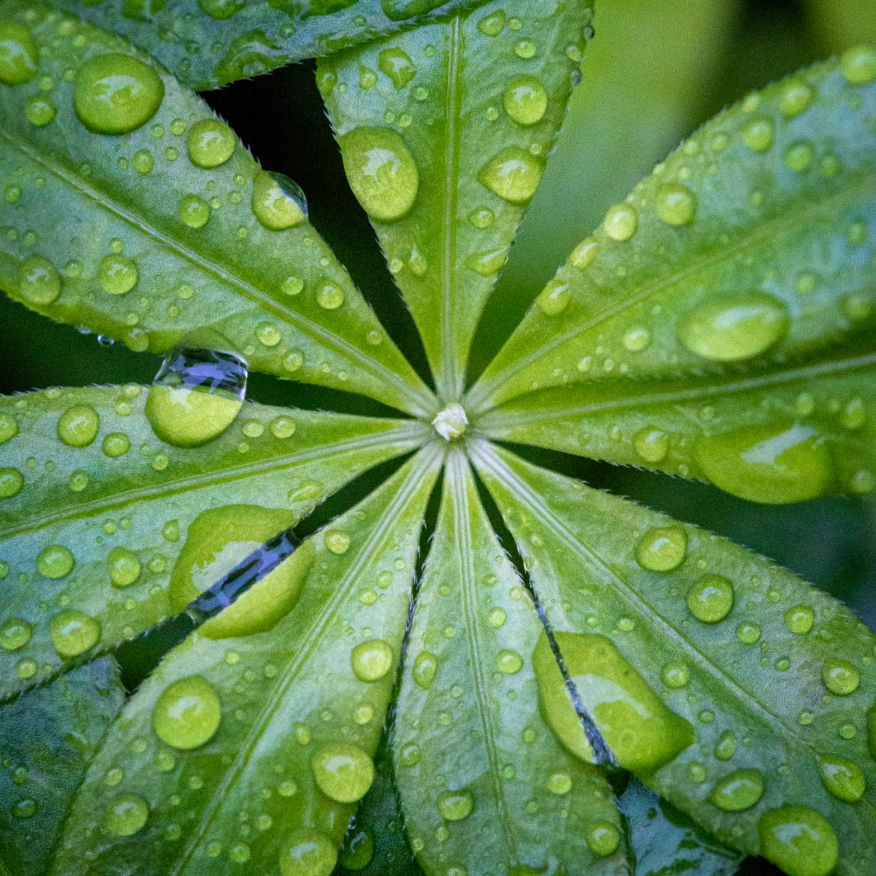 It's Poured All Day