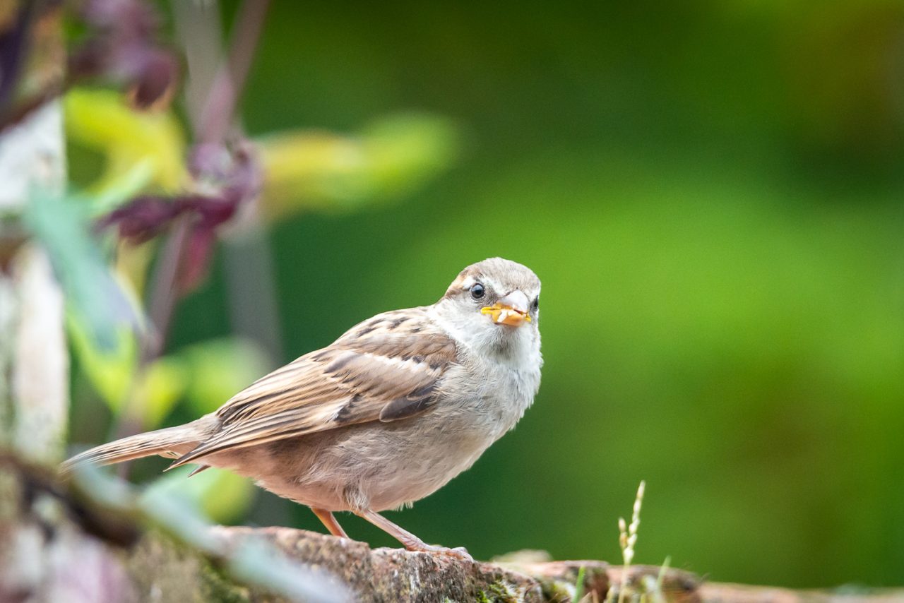Goldfinch Fledgling