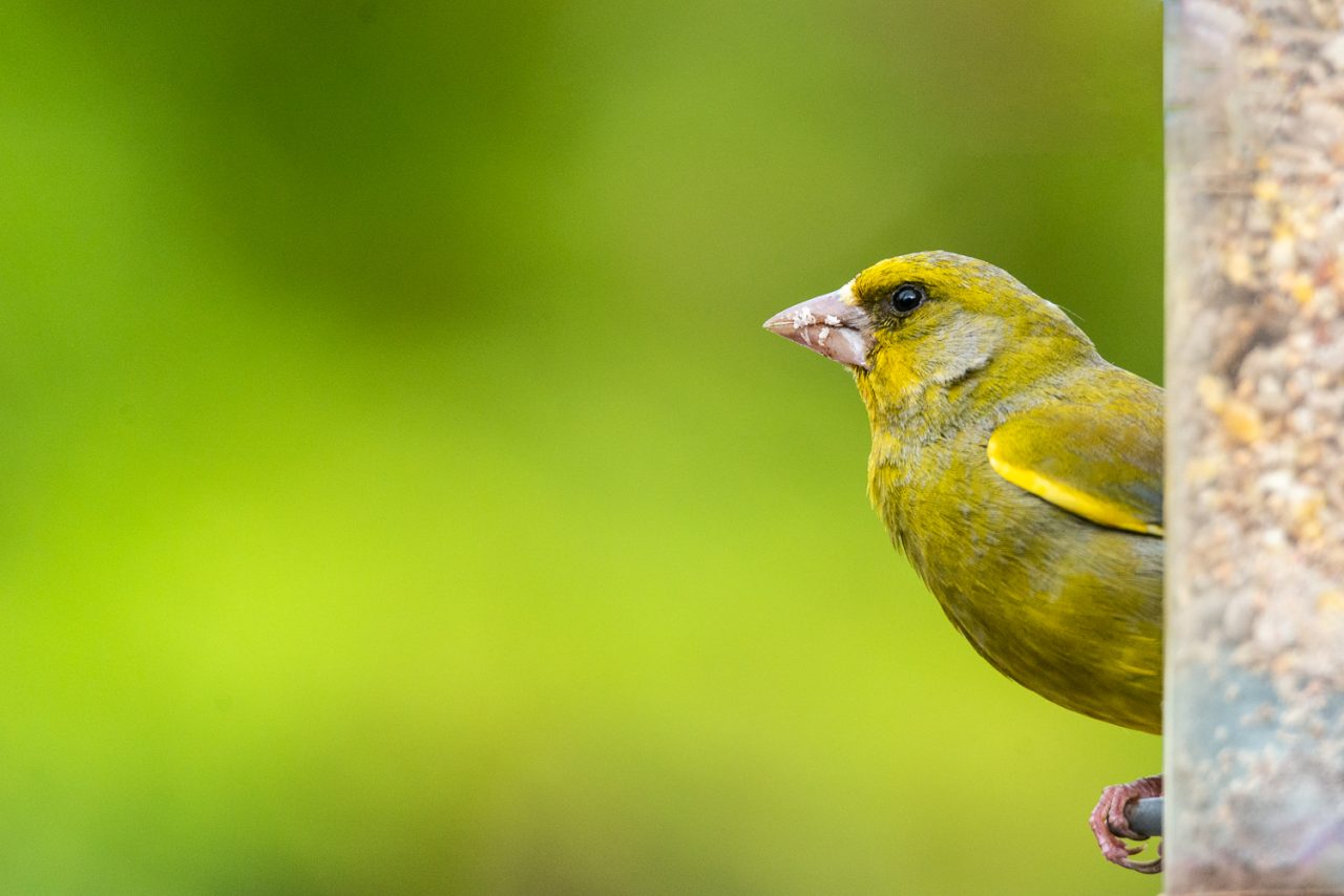 Greenfinch