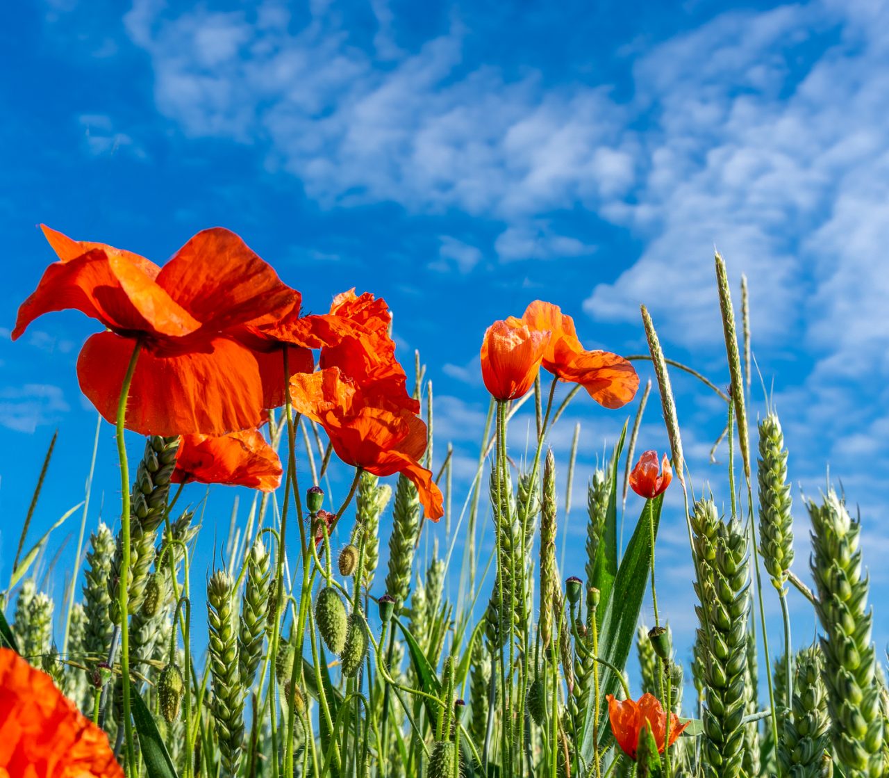 Roadside Poppies