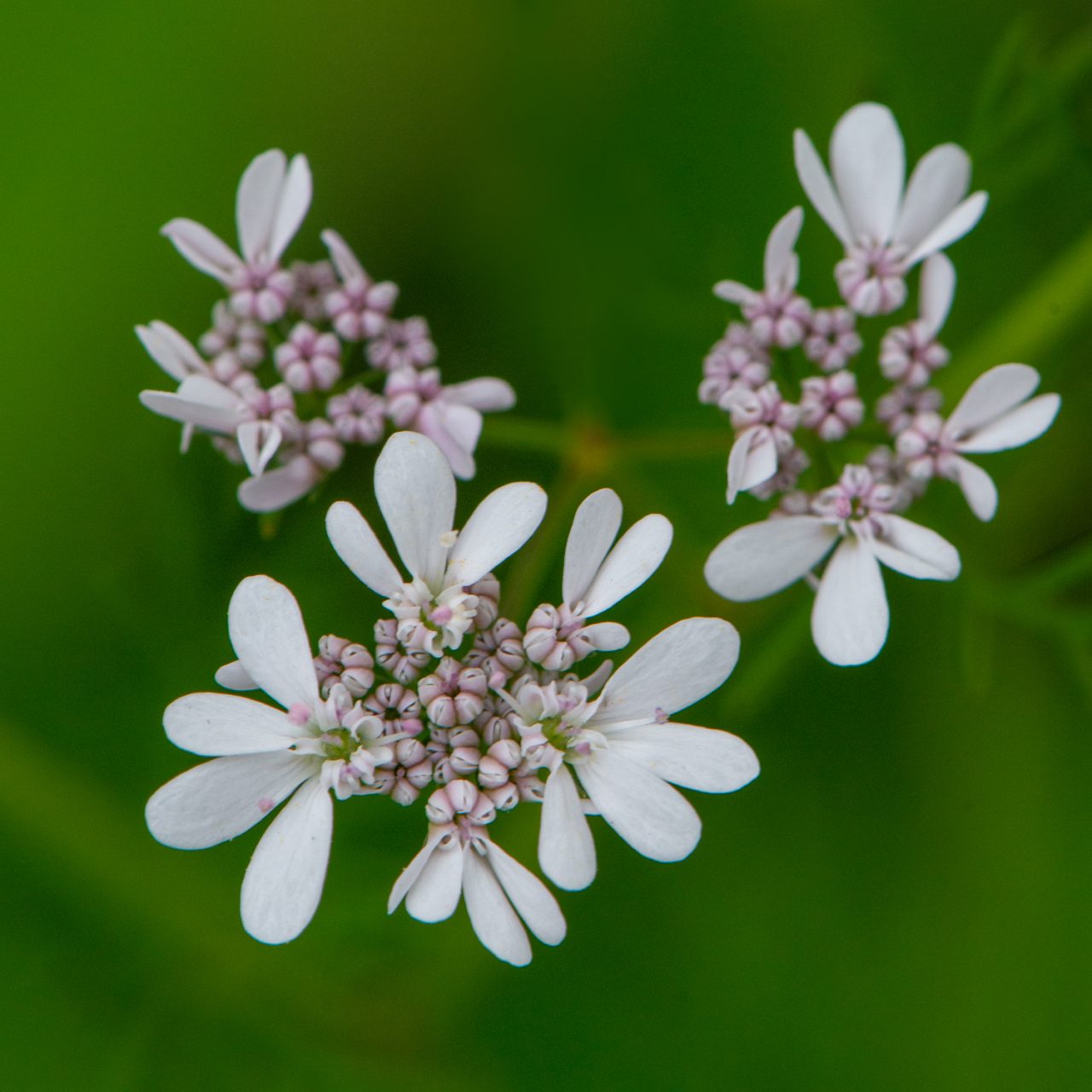 Coriander Flowers