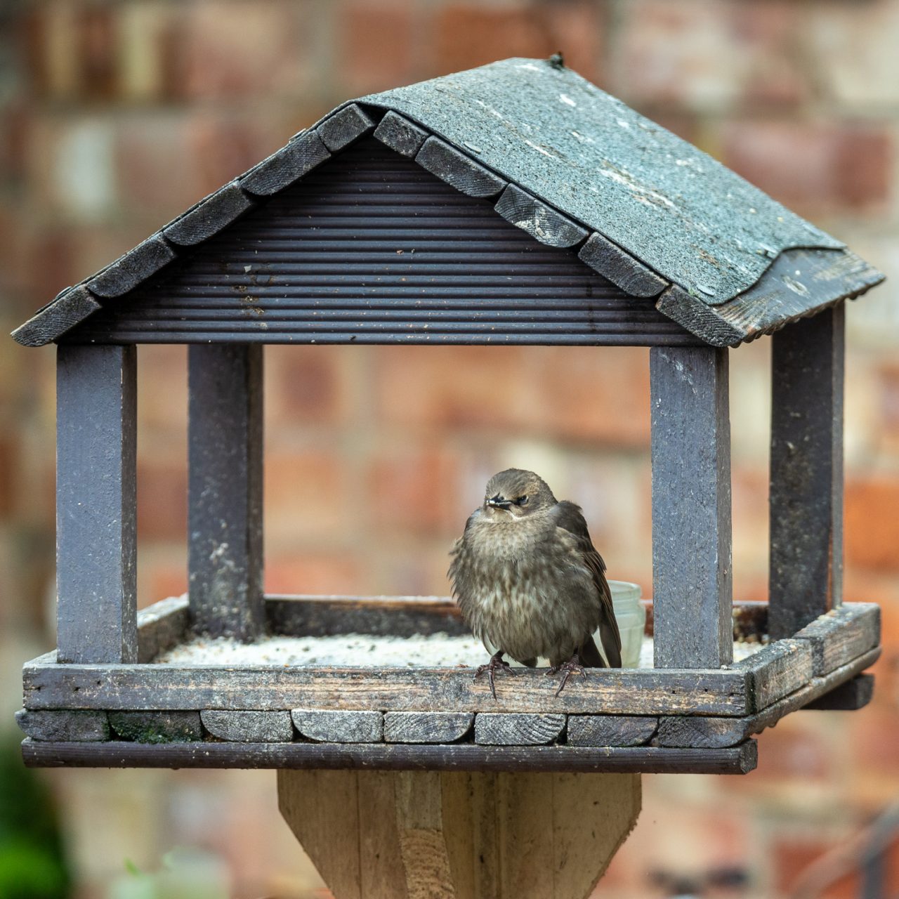 Mr Grumpy in the Rain