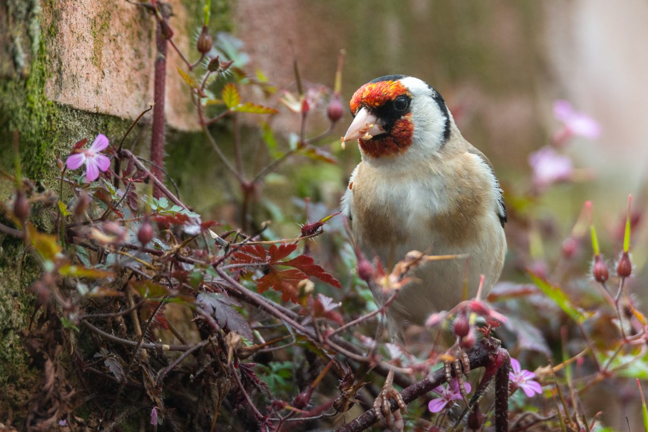 180-365v4 Goldfinch Feeding on Herb Robert seeds