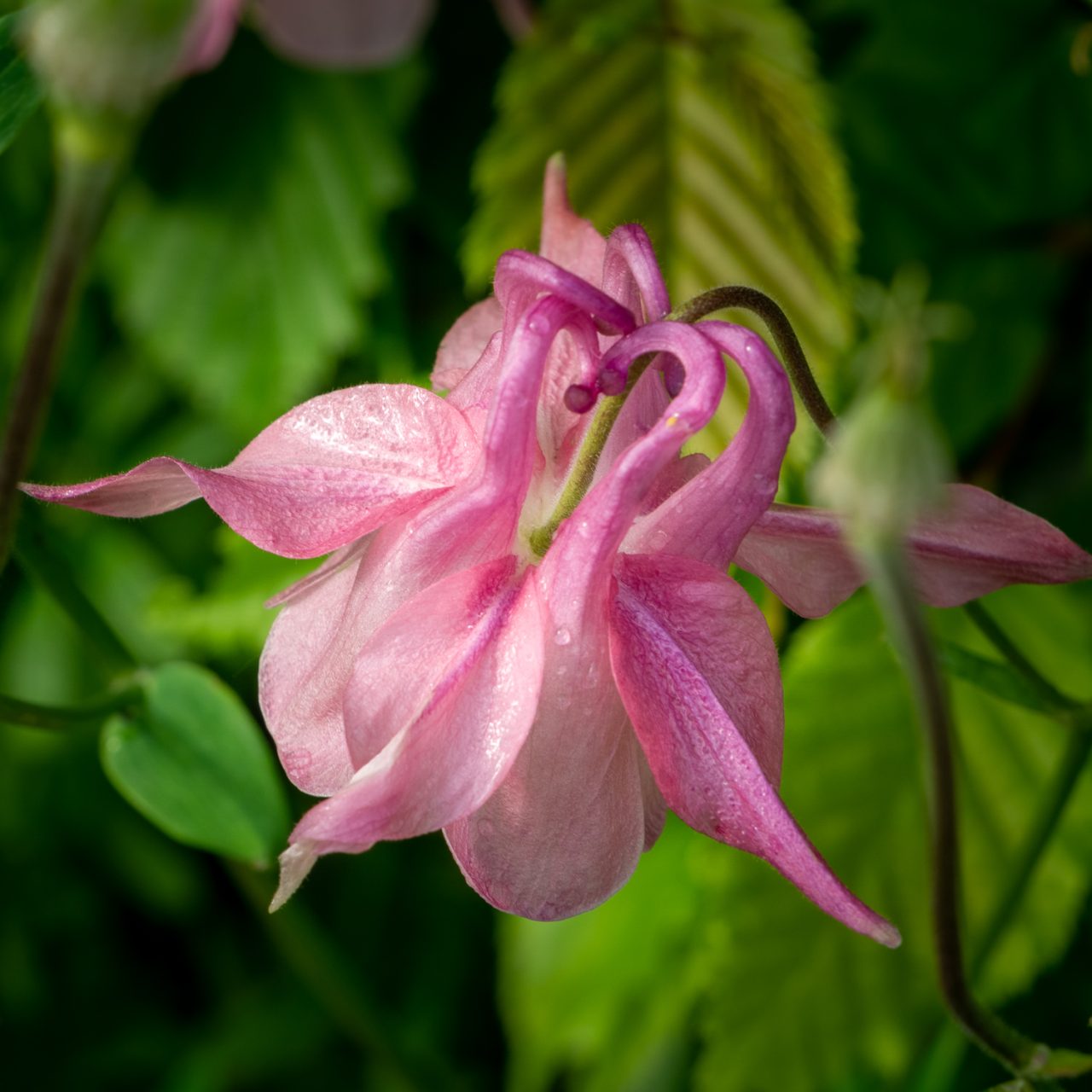 Mystery Flower