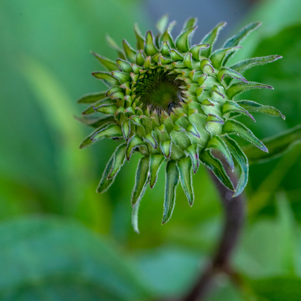 The Thing from The Deep