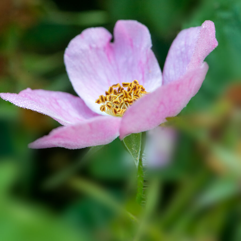 A Dog Rose