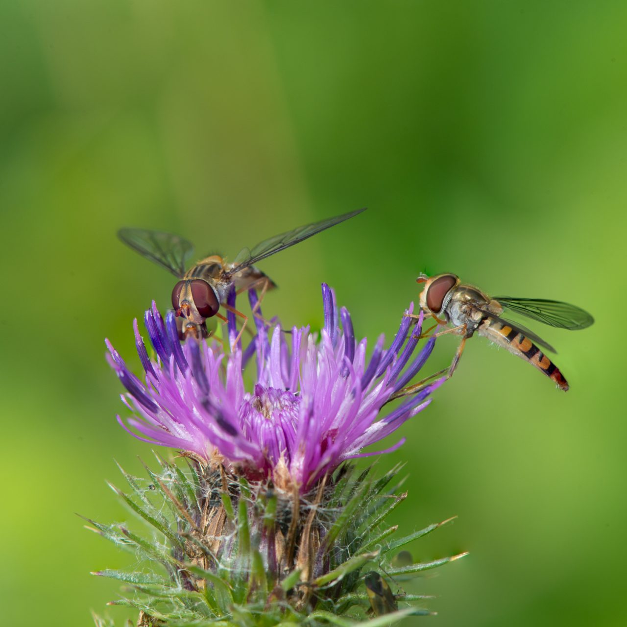 185-365v4 Hoverfly on Thistle