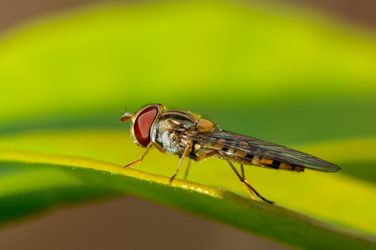 Hoverfly, Epistrophe grossulariae