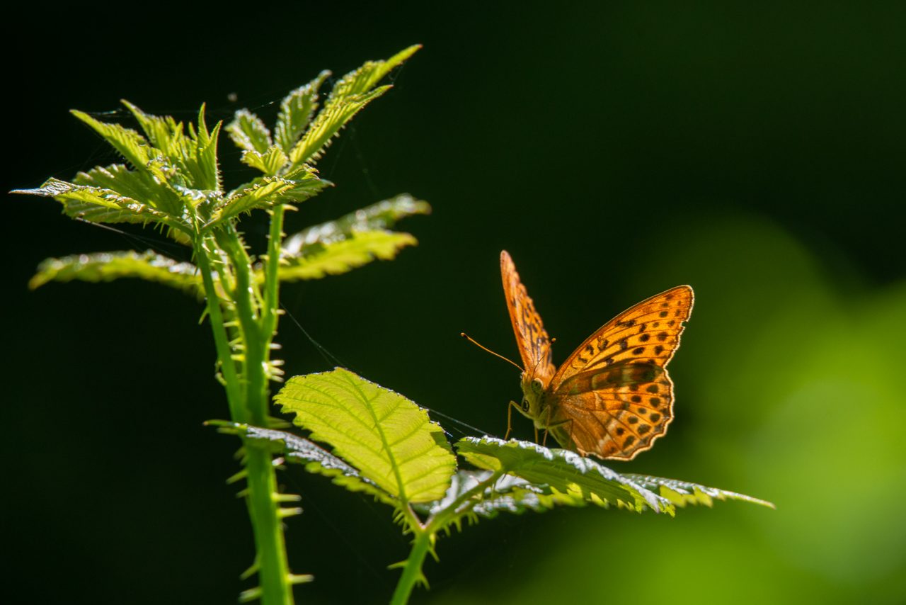 Silver Washed Fritillary