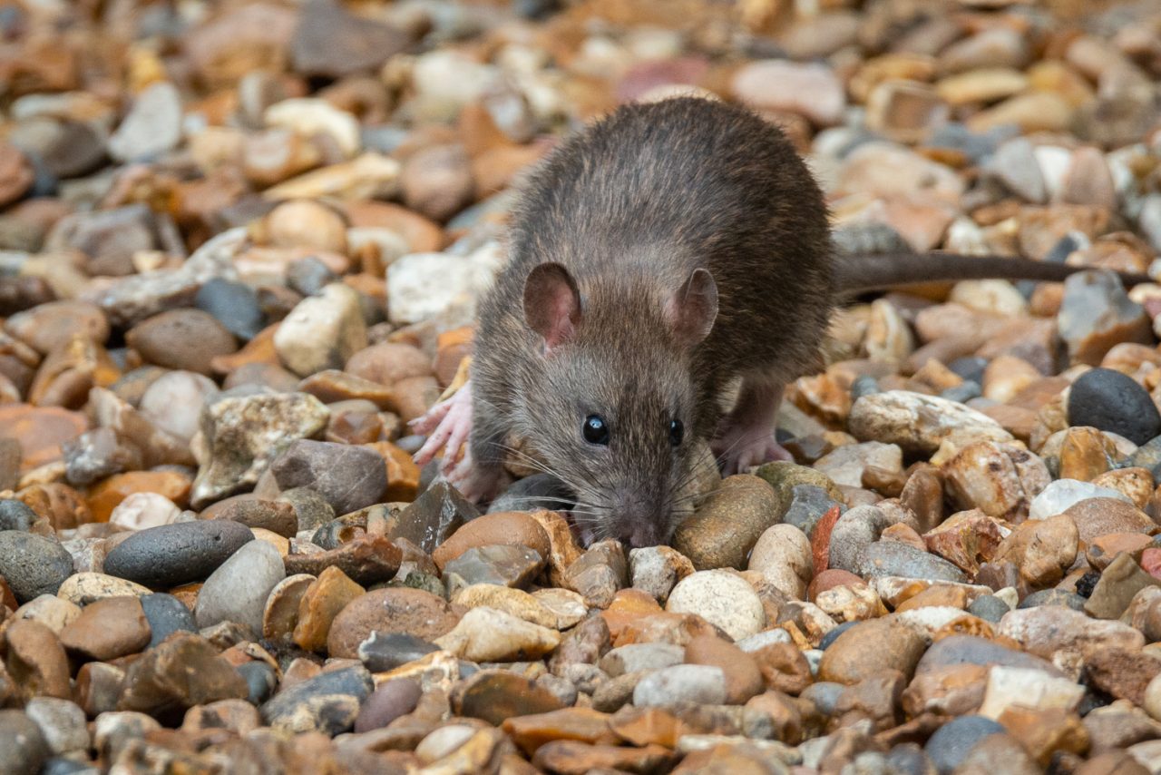 It's Ratastic!