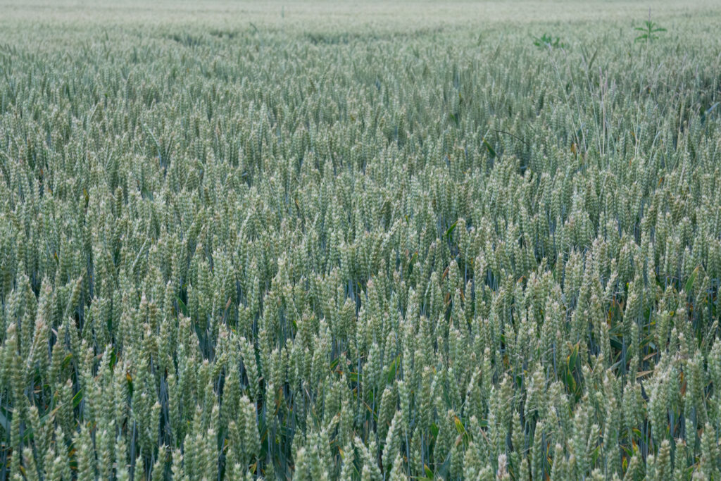 195-365v4 Wheat Field